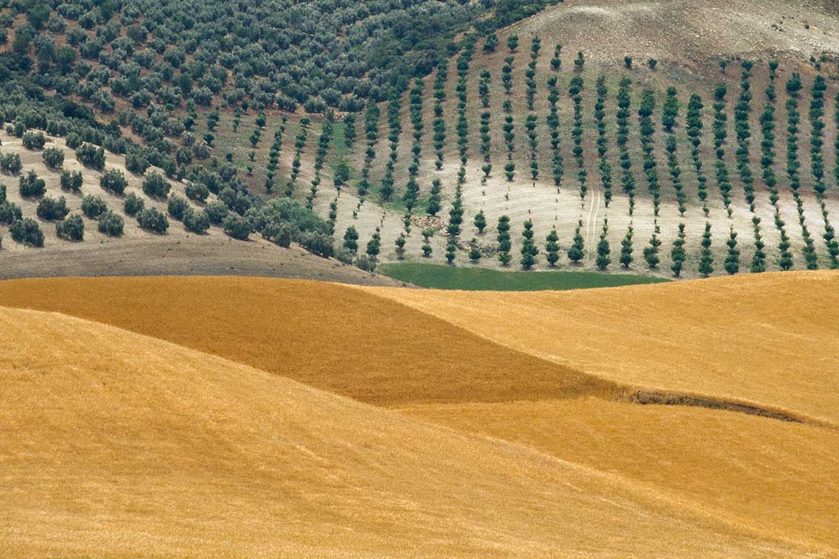 FRANCO FONTANA. SINTESI