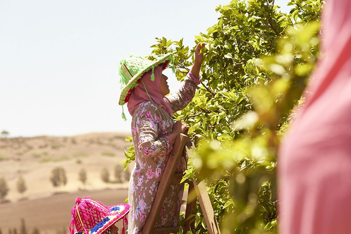 SANA JARDIN - THE FRAGRANT LANDS BEHIND THE PERFUME