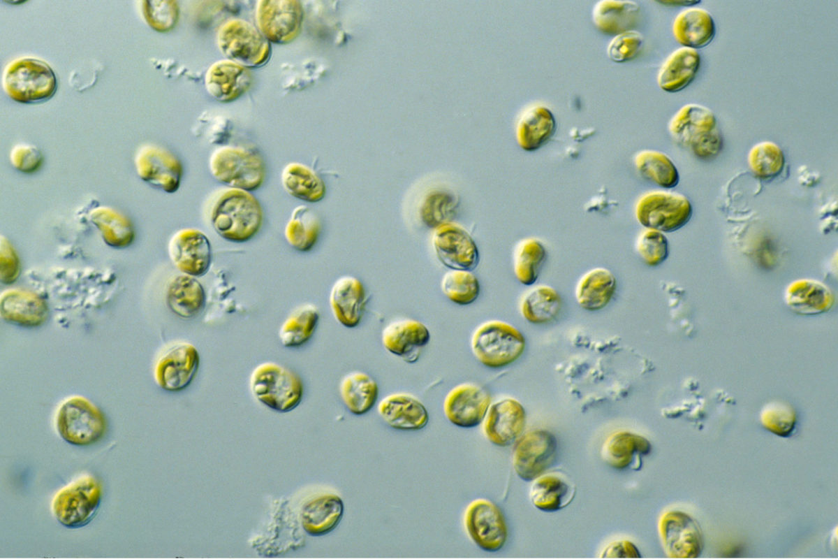 ONY REES, MICROALGAE