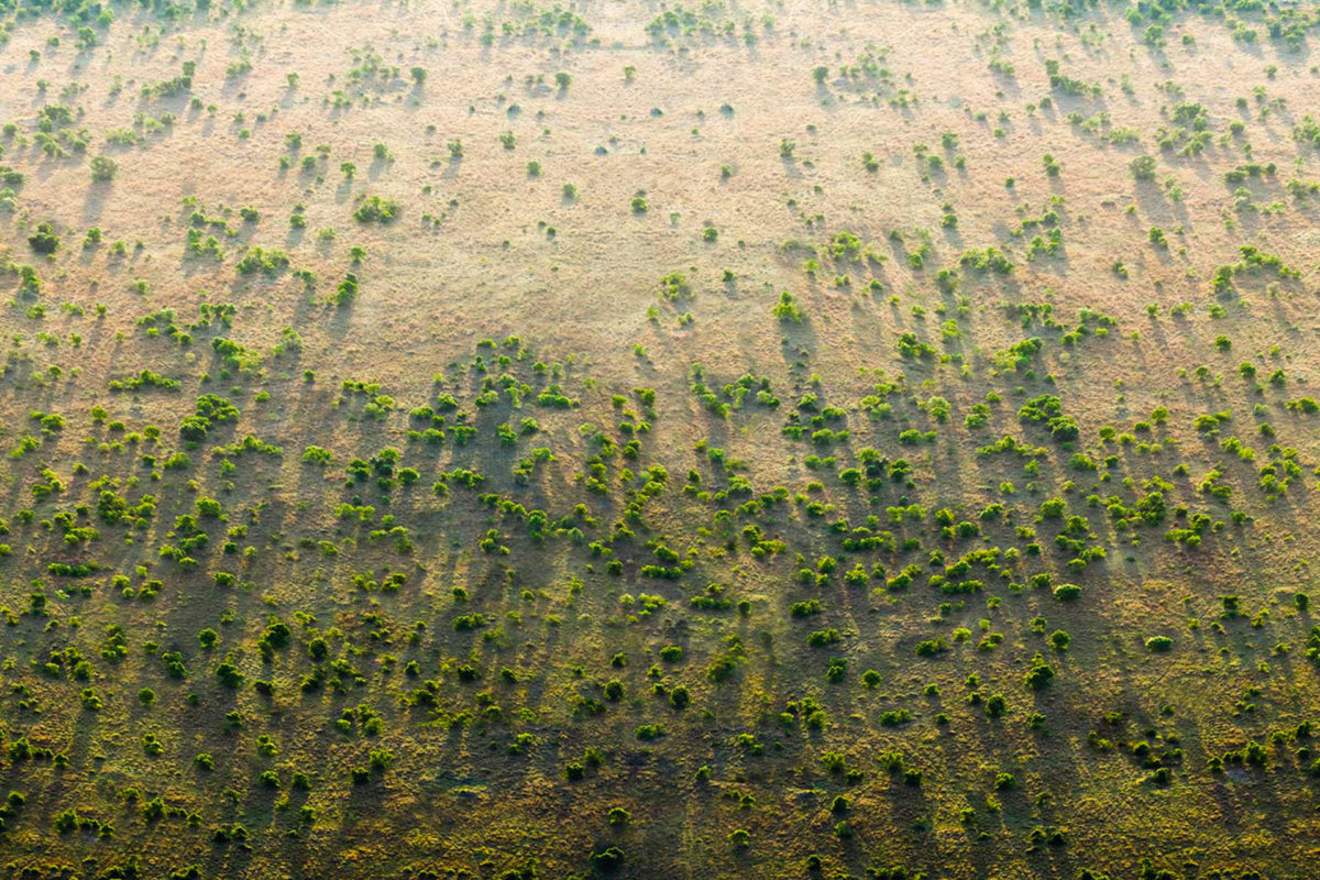 THE GREAT GREEN WALL