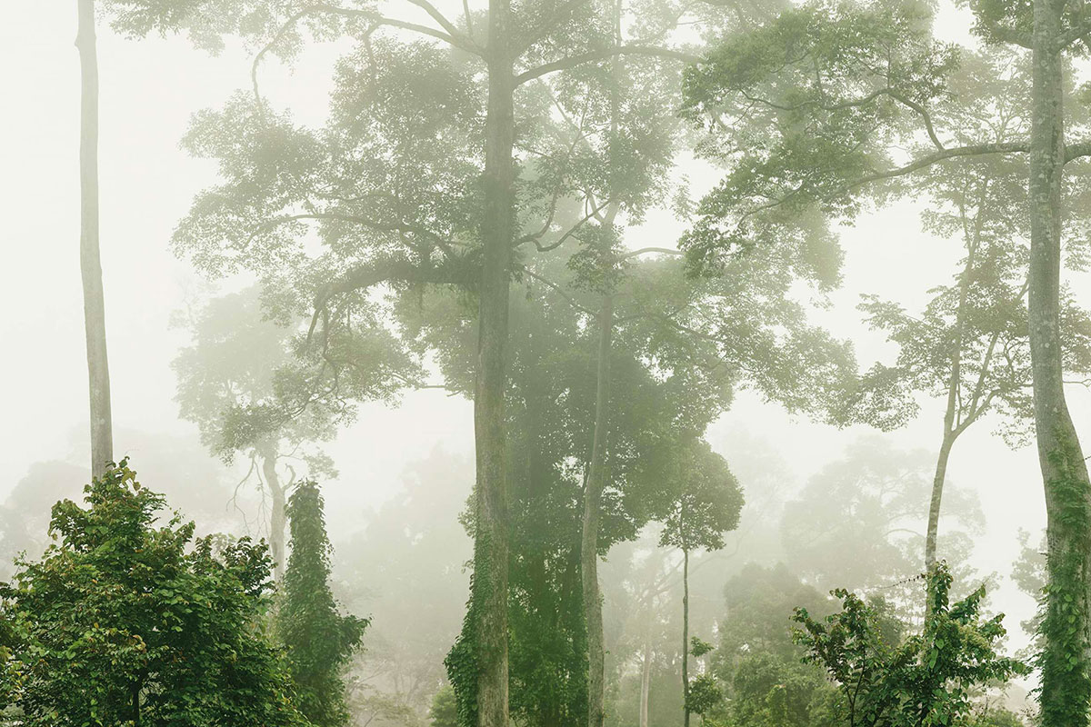 Primary Forest 04, Malaysia, 2012, photography Olaf Otto Becker, Gucci Carbon Offsetting, Lampoon