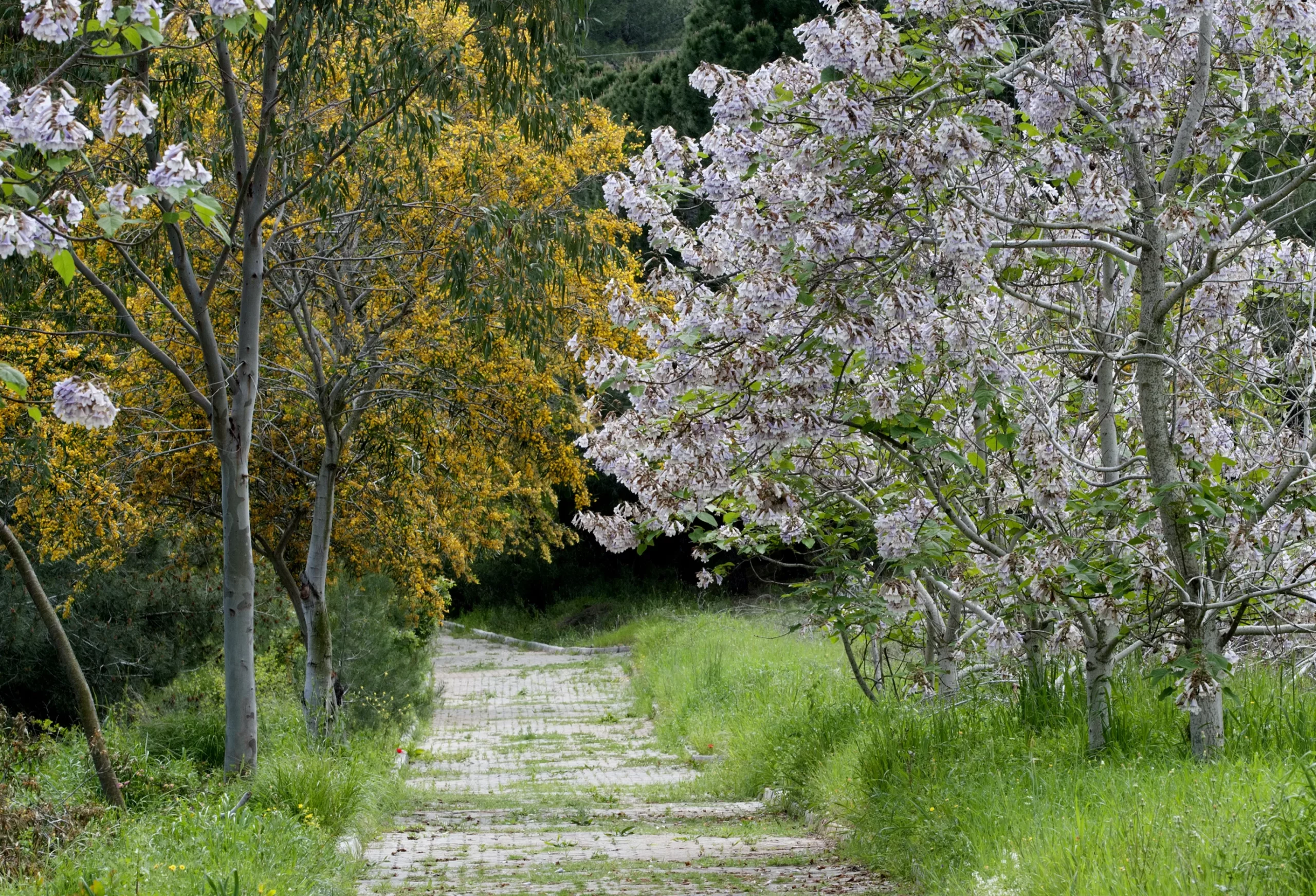 Paulownia