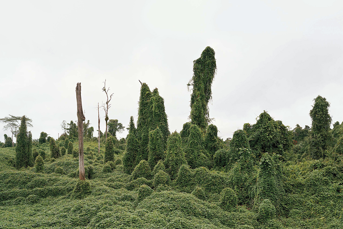8/8 Ghost trees after Deforestation, Malaysia 2012, Reading the Landscape. Image Olaf Otto Becker from Atlas of Places