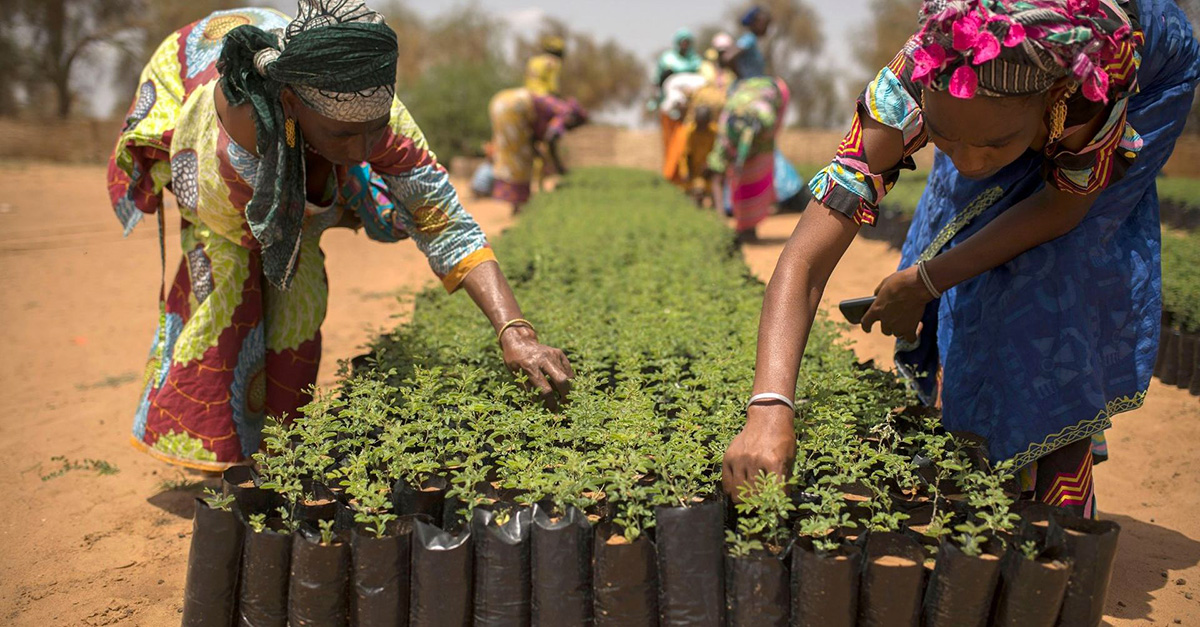 great green wall spiegone 1