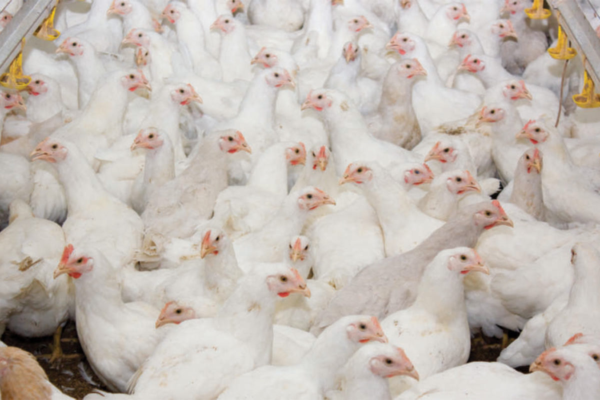 ALLEVAMENTO INTENSIVO DI GALLINE IN LOMBARDIA