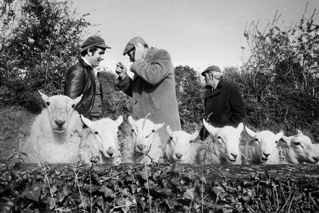 Manorhamilton Sheep Fair County Leitrim 1981 © Martin Parr Magnum Photos 1