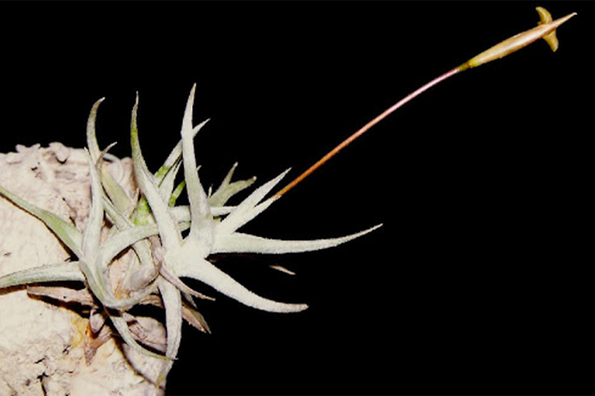 tillandsia 7
