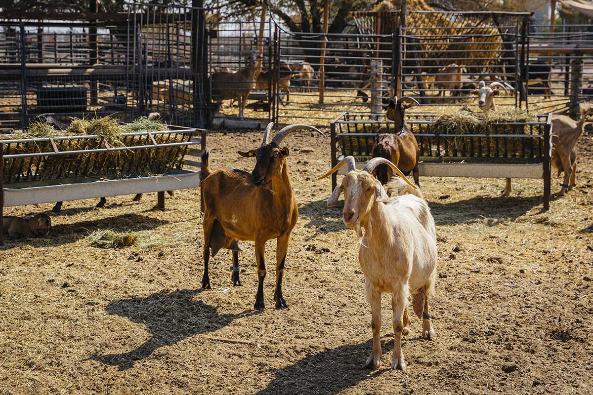 Goats On The Kibbutz Image Yadid Levy