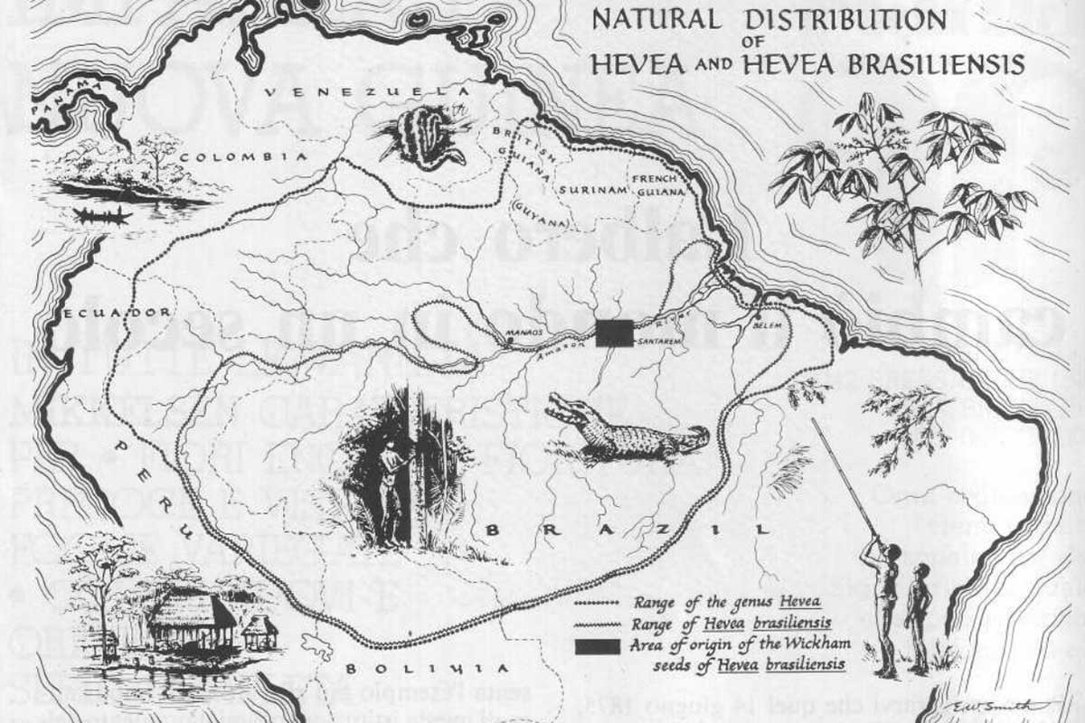 MAPPA HEVEA BRASILIENSIS5