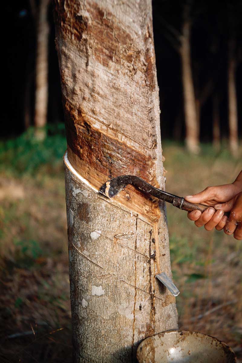 rubber tree