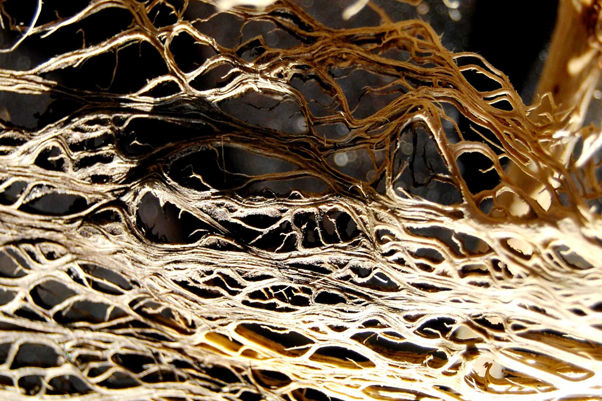 FIBRE FICO D'INDIA