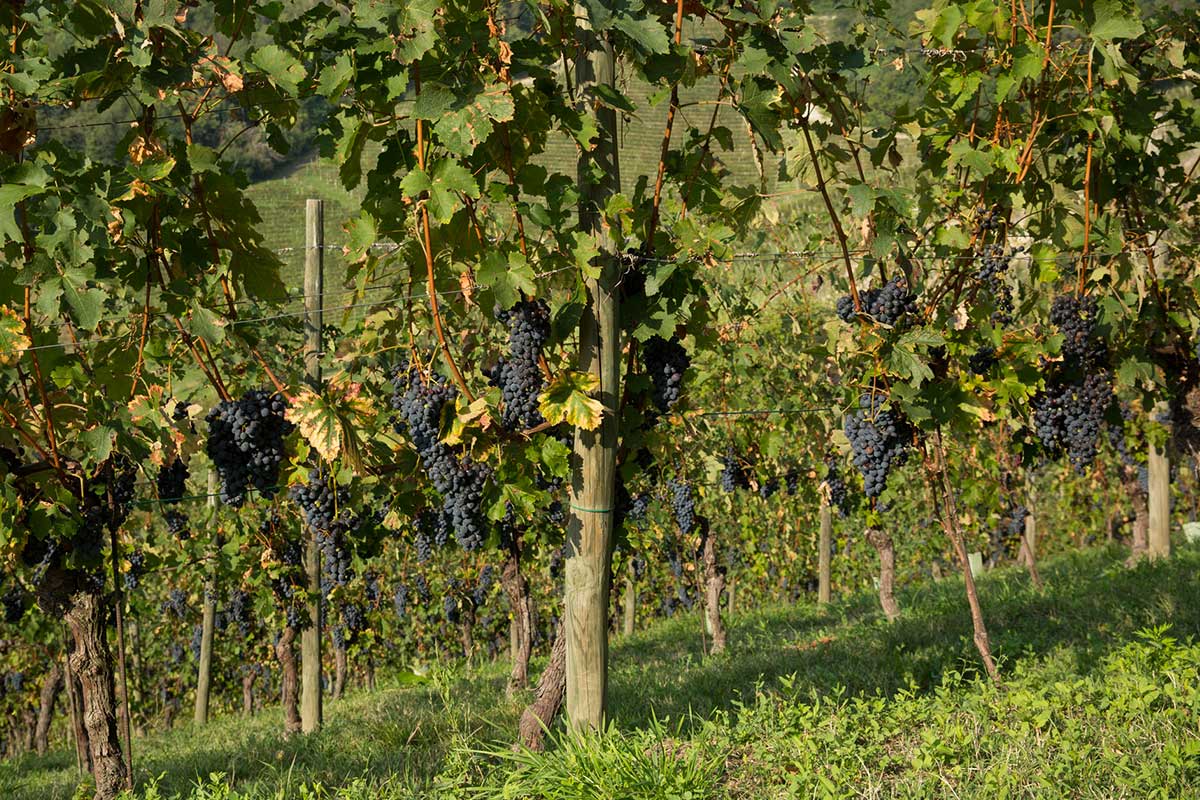 Tenuta tenaglia 9