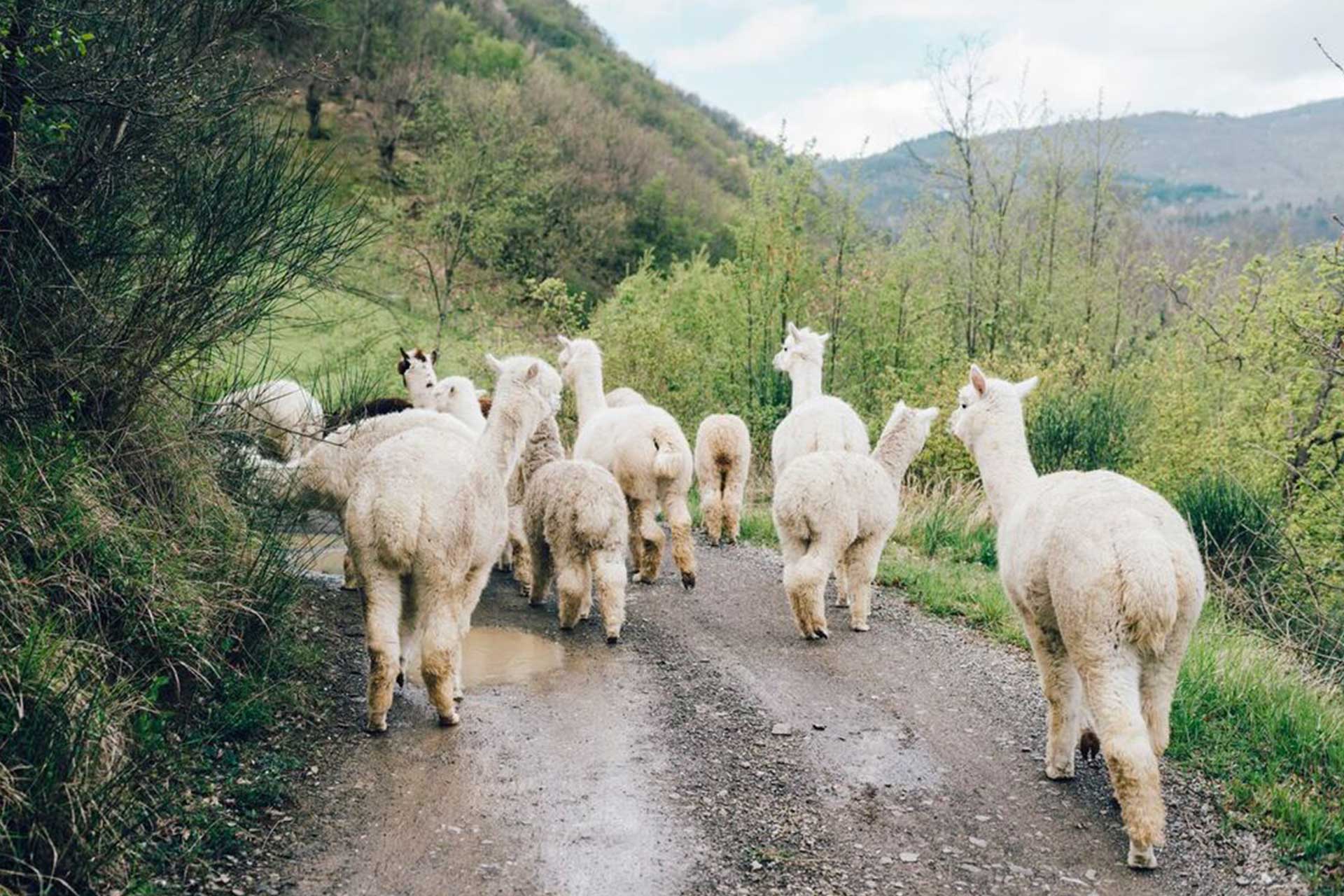 alpaca