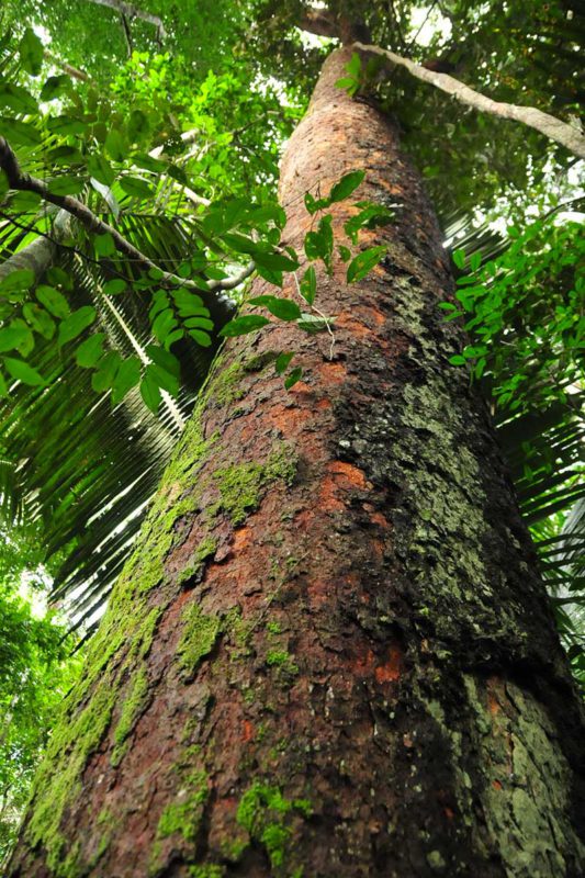 amazzonia 3