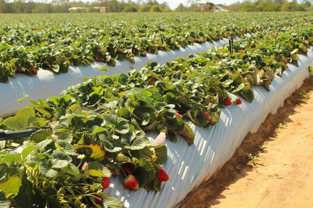 farming australia 2