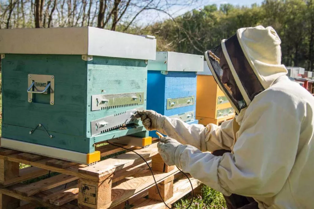 3Bee apicoltura sensori 10