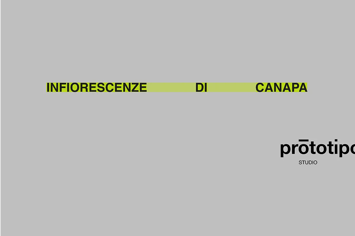 Infiorescenze di canapa