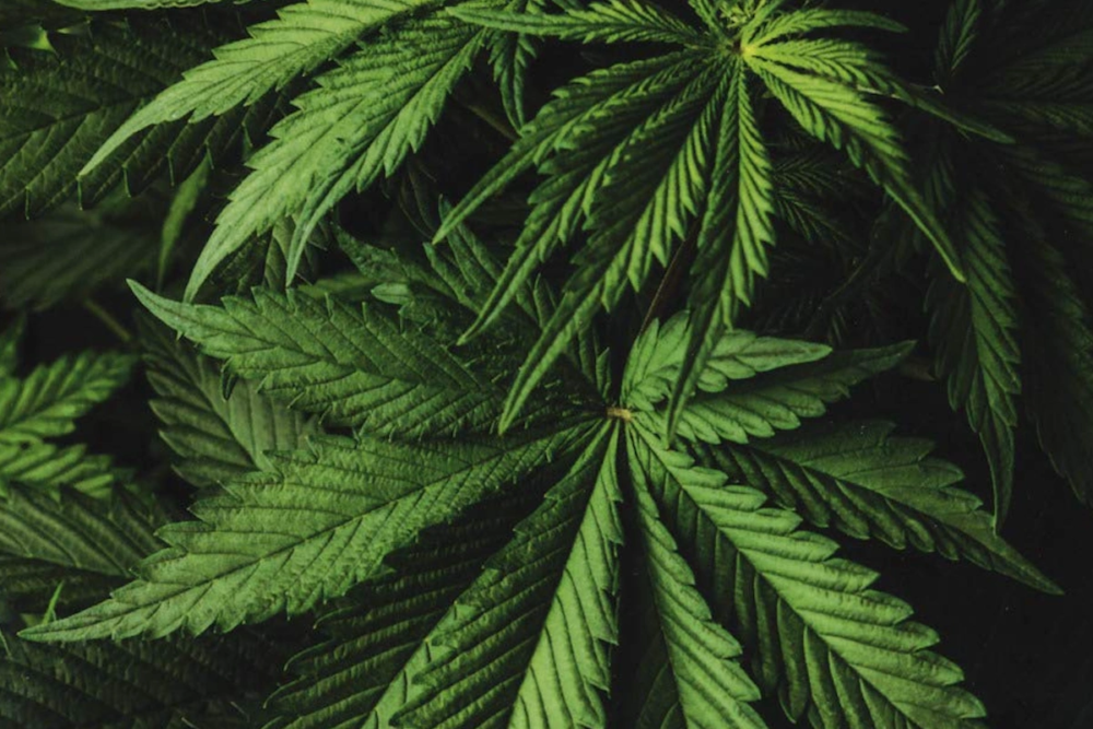 Paolo Ranalli, La Canapa