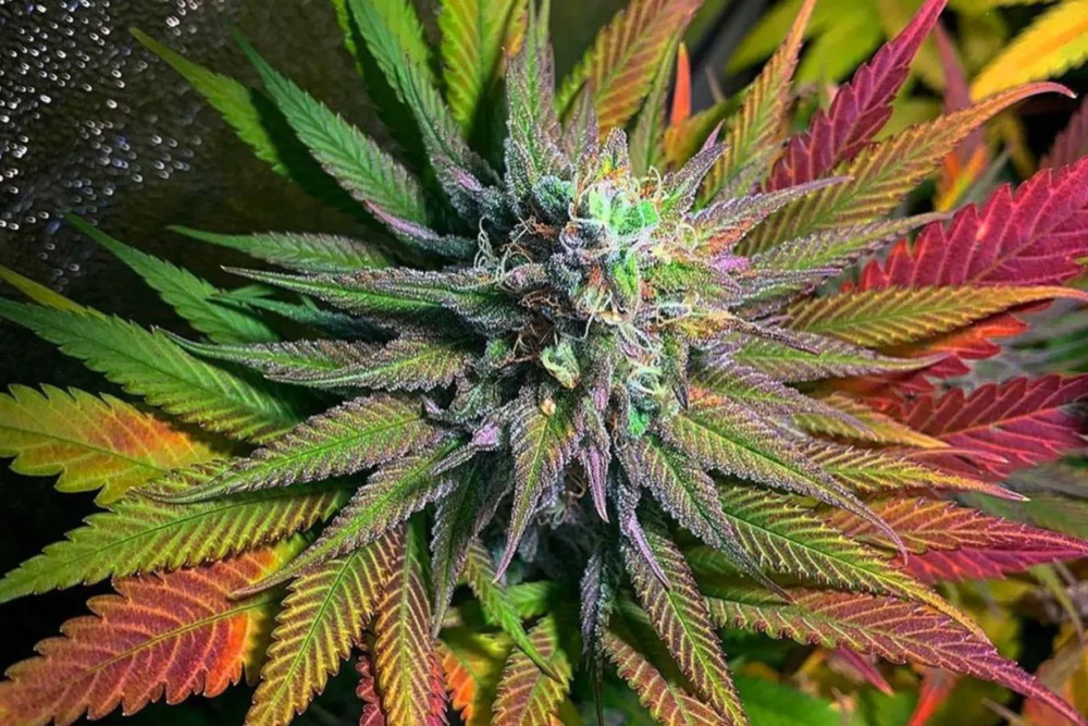 Tipologia di pianta Super Skunk