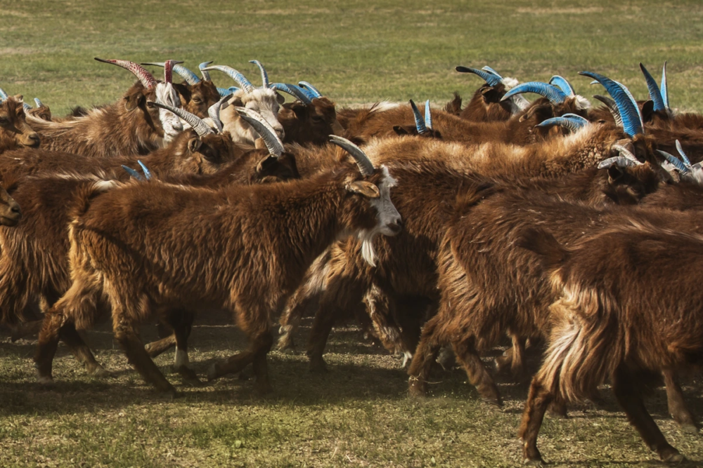 Mongolian pastoralism