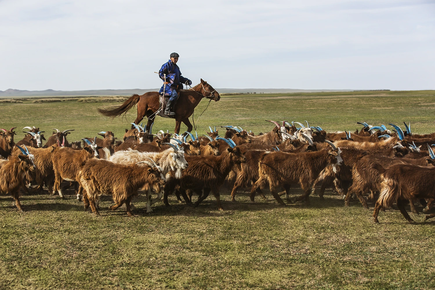 Mongolian pastoralism