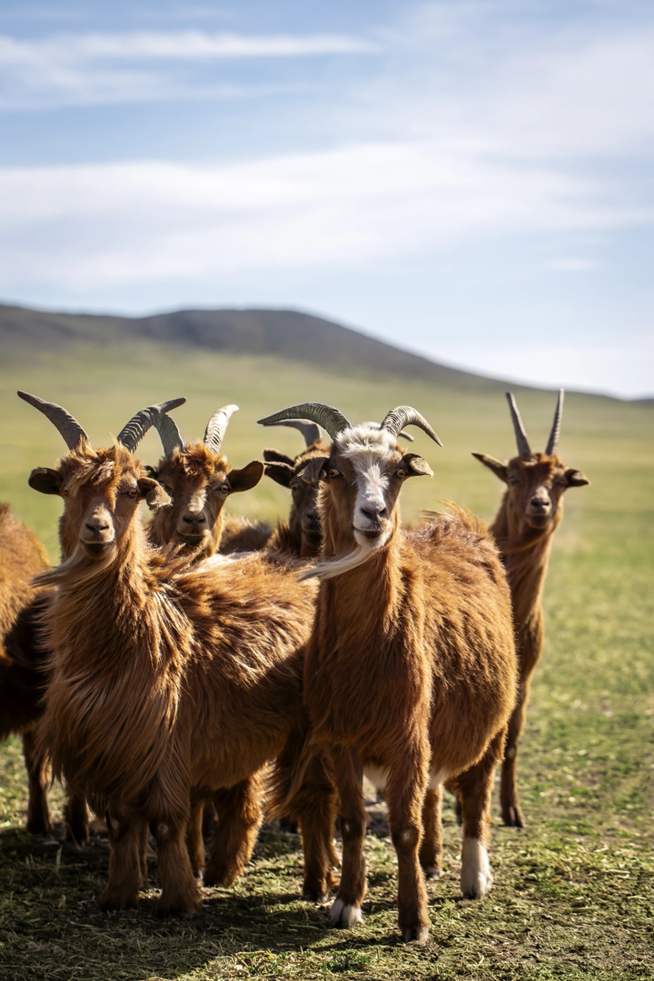 Sheep and goats in Mongolia