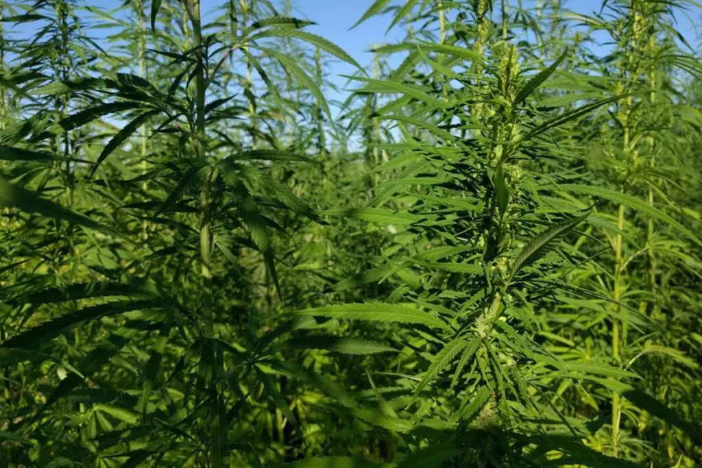 hemp
