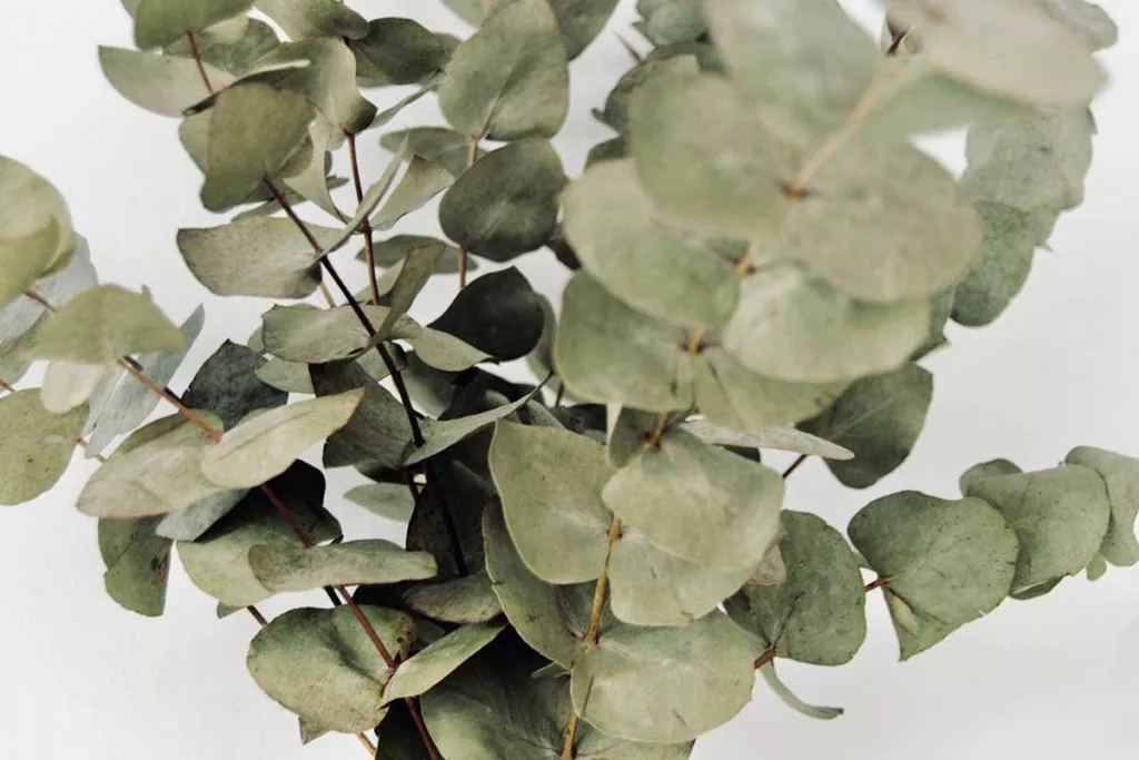 Eucalyptus leaves