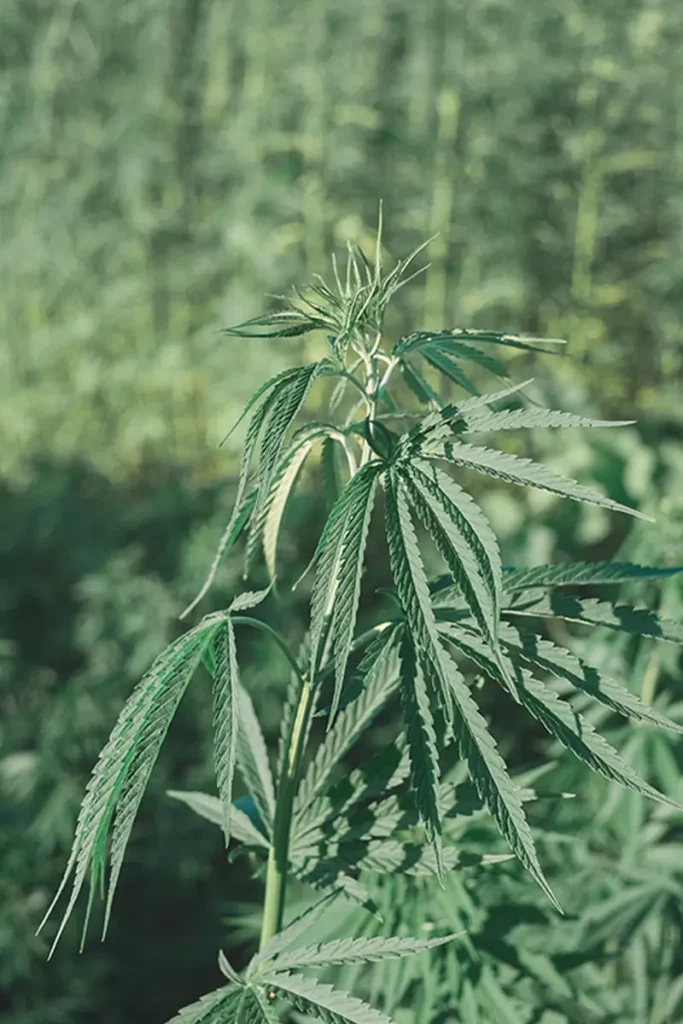 Hemp and Love Barcelona