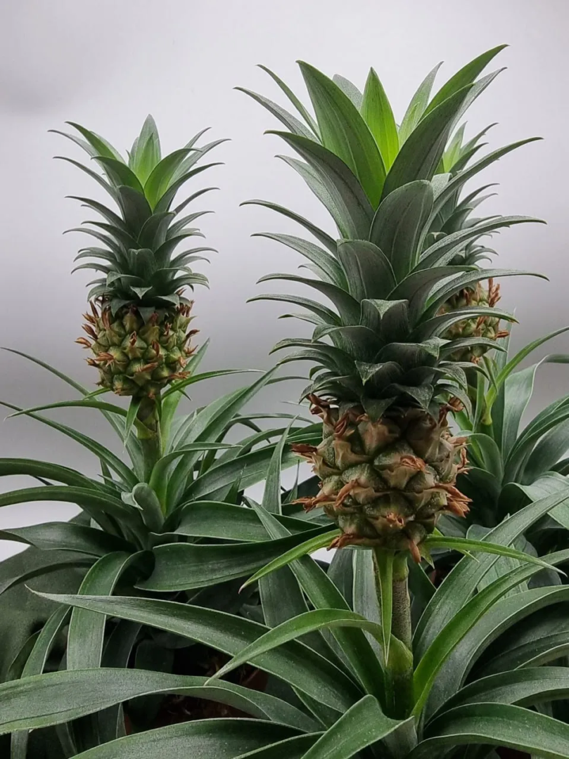 Ananas