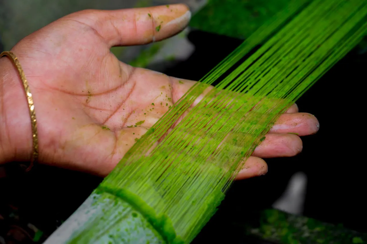 Dettaglio fibra di ananas