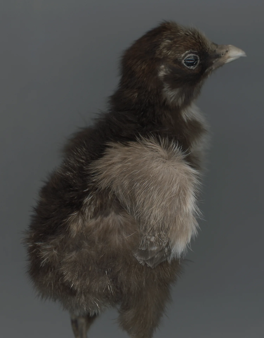 photography Katerina Jebb, Lampoon issue 21