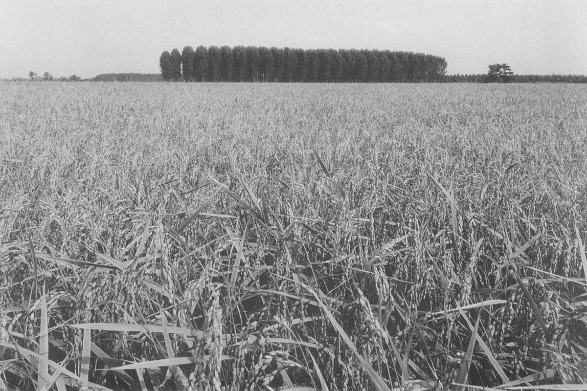 Risaie e pioppeto a Vernate, Fotografia di Gianni Berengo Gardin, Parco Agricolo Sud Milano, Prometheus Editrice, 1999