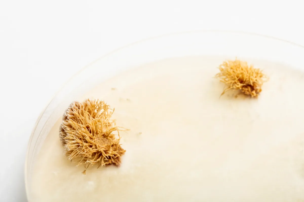 Mogu Lab. Mycelium Courtesy SQIM