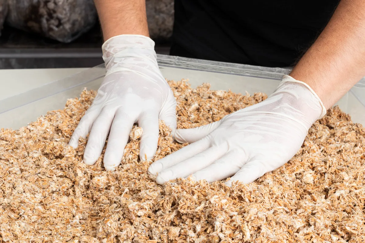 Mogu, Process Courtesy SQIM