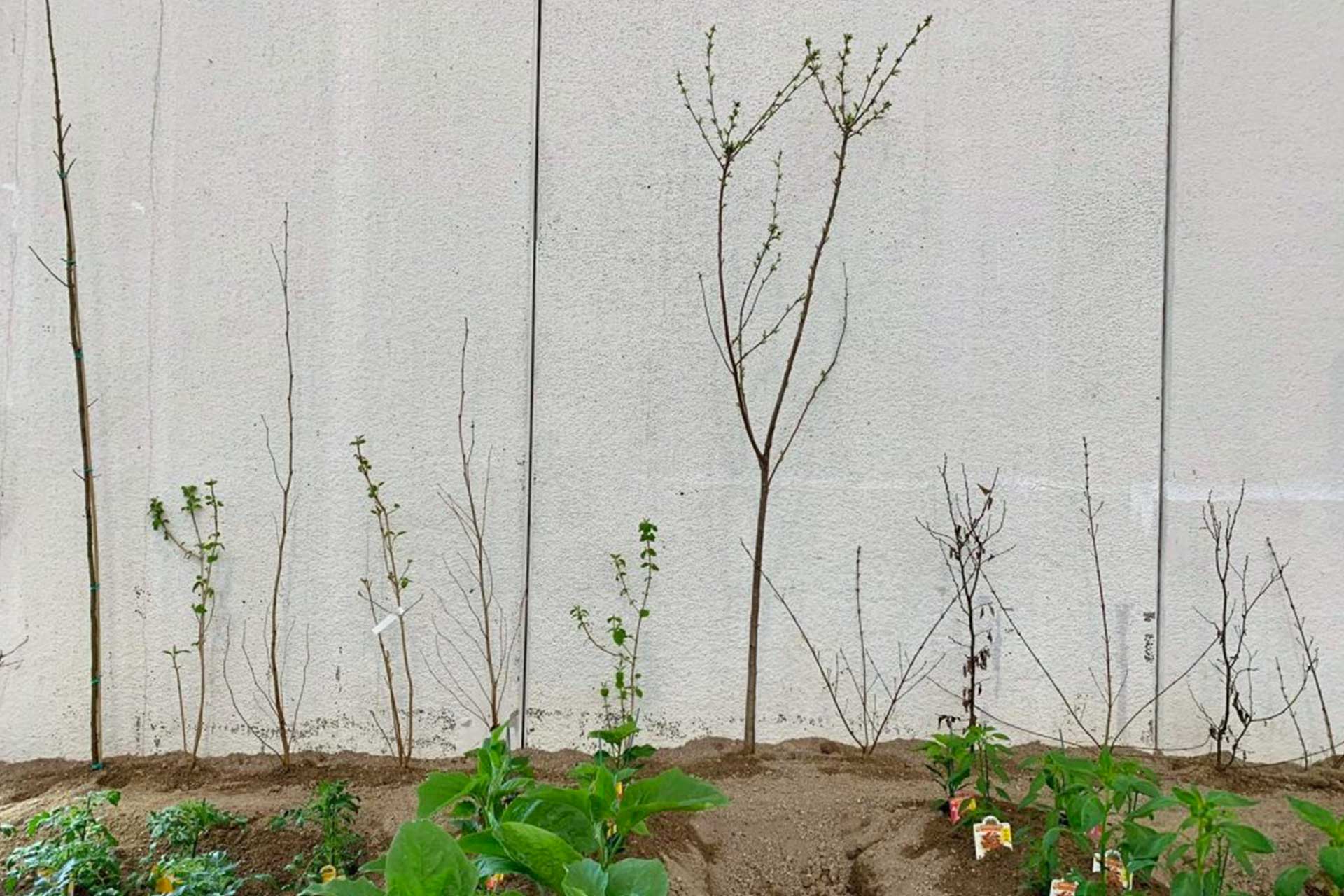 L’installazione Vivai Guagno con Co.Ge.V. presso Montichiari con lo scopo di ricreare un esempio di piantagione policiclica, 2019