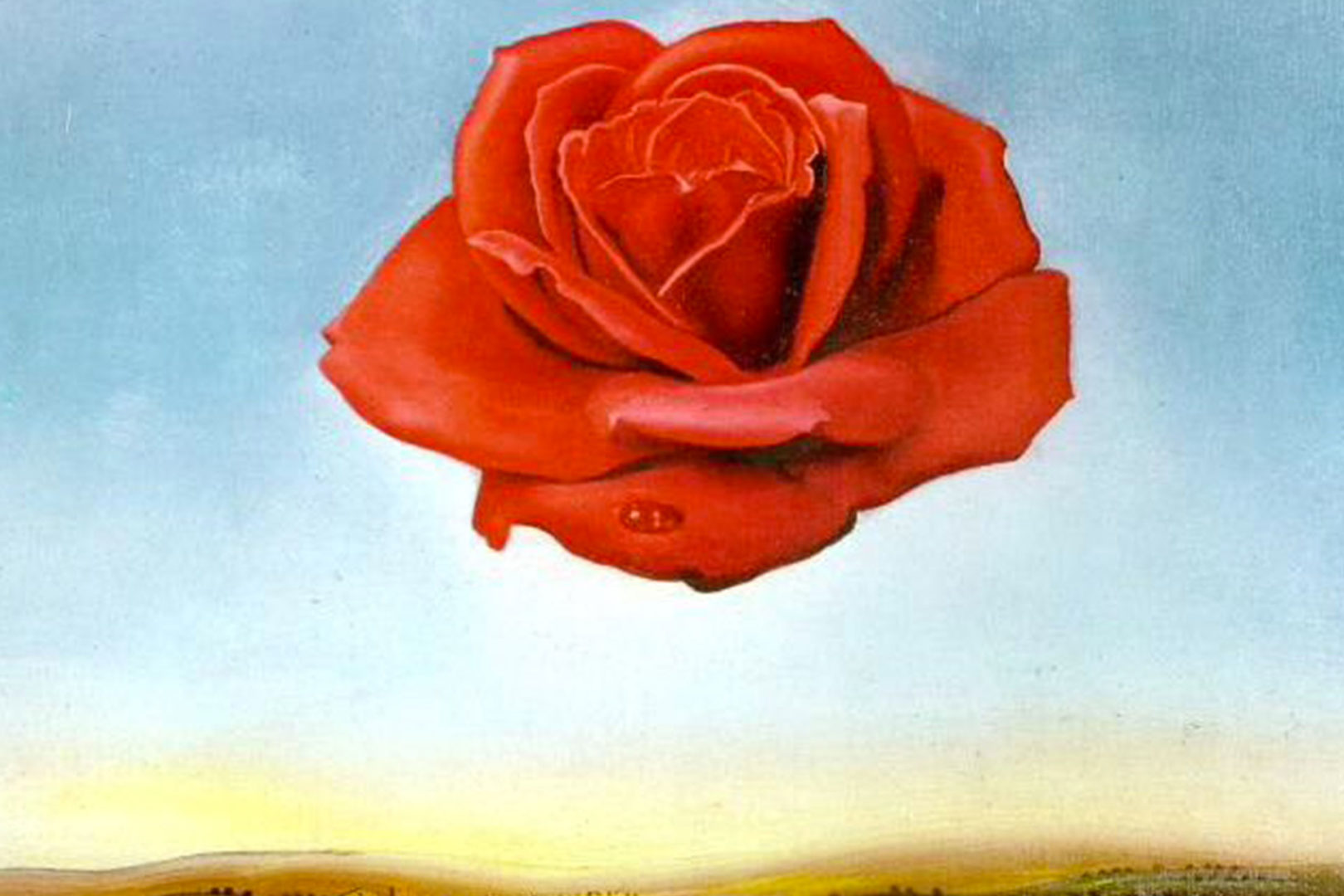 Lampoon, The meditative rose painted by Dalì