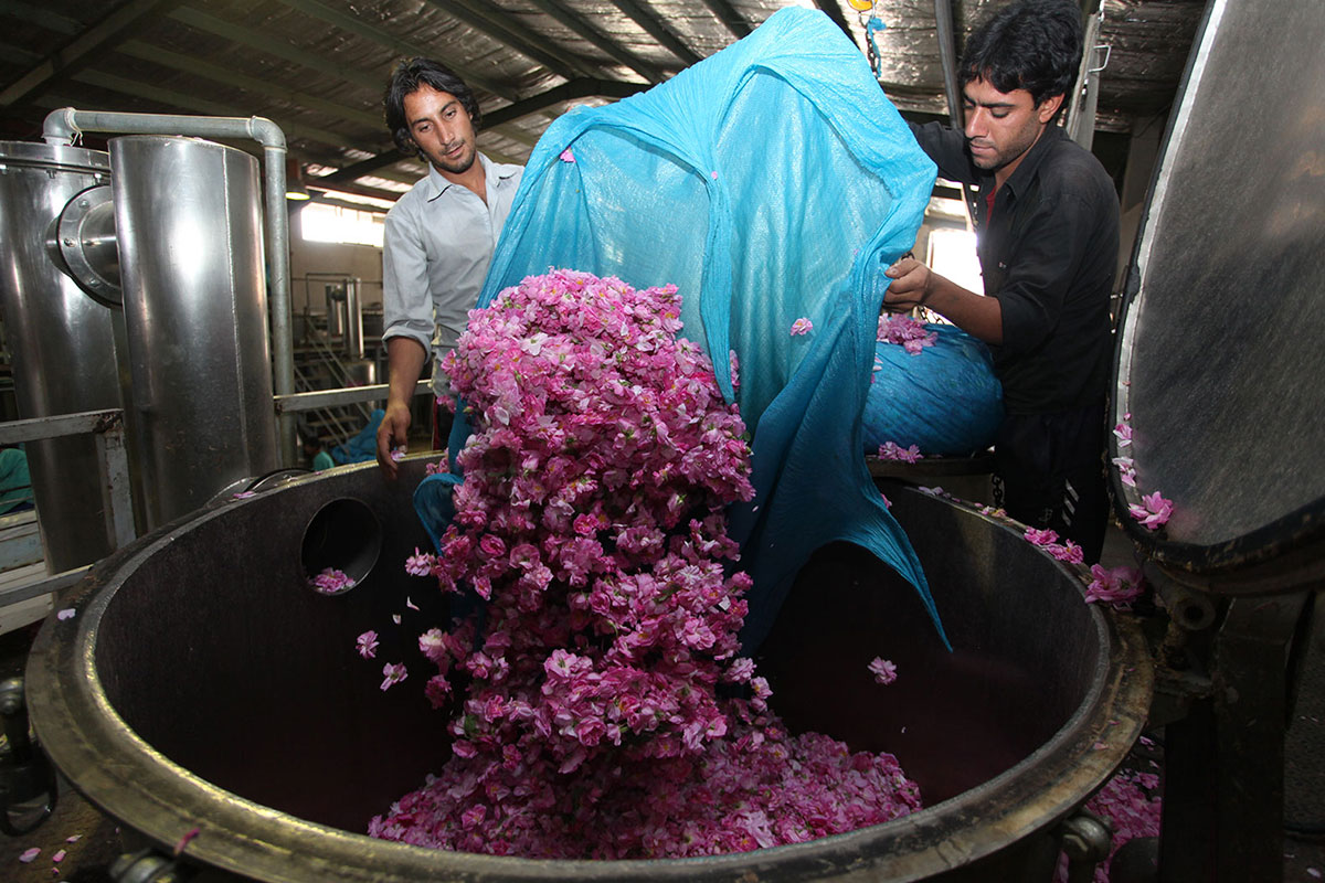 The distillation of fresh petals of Damascene roses, image zahra rosewater company