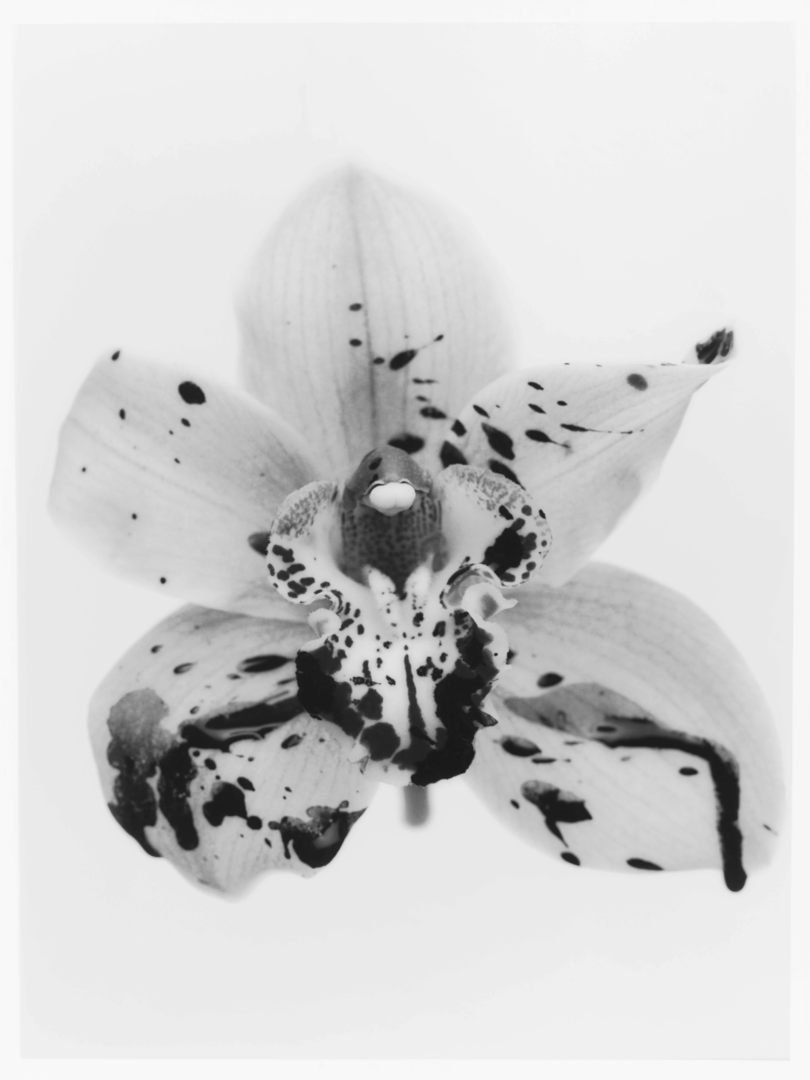 photography Adrien Dubost