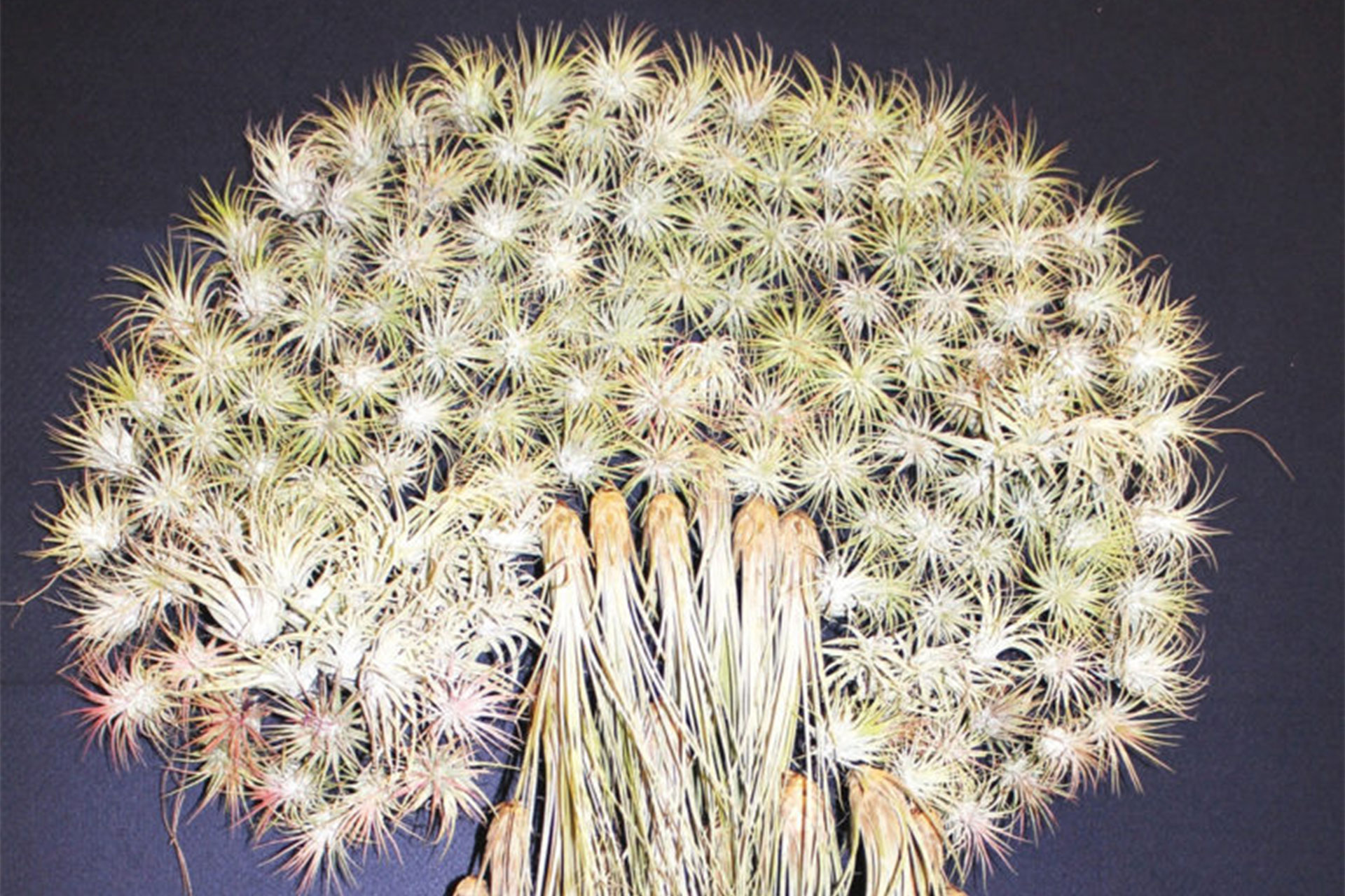 Lampoon, Tillandsia stricta e Tillandsia aeranthos