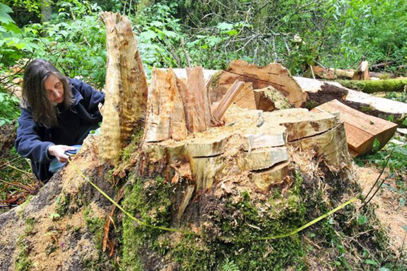 Lampoon, Illegal logging, image fufsblog