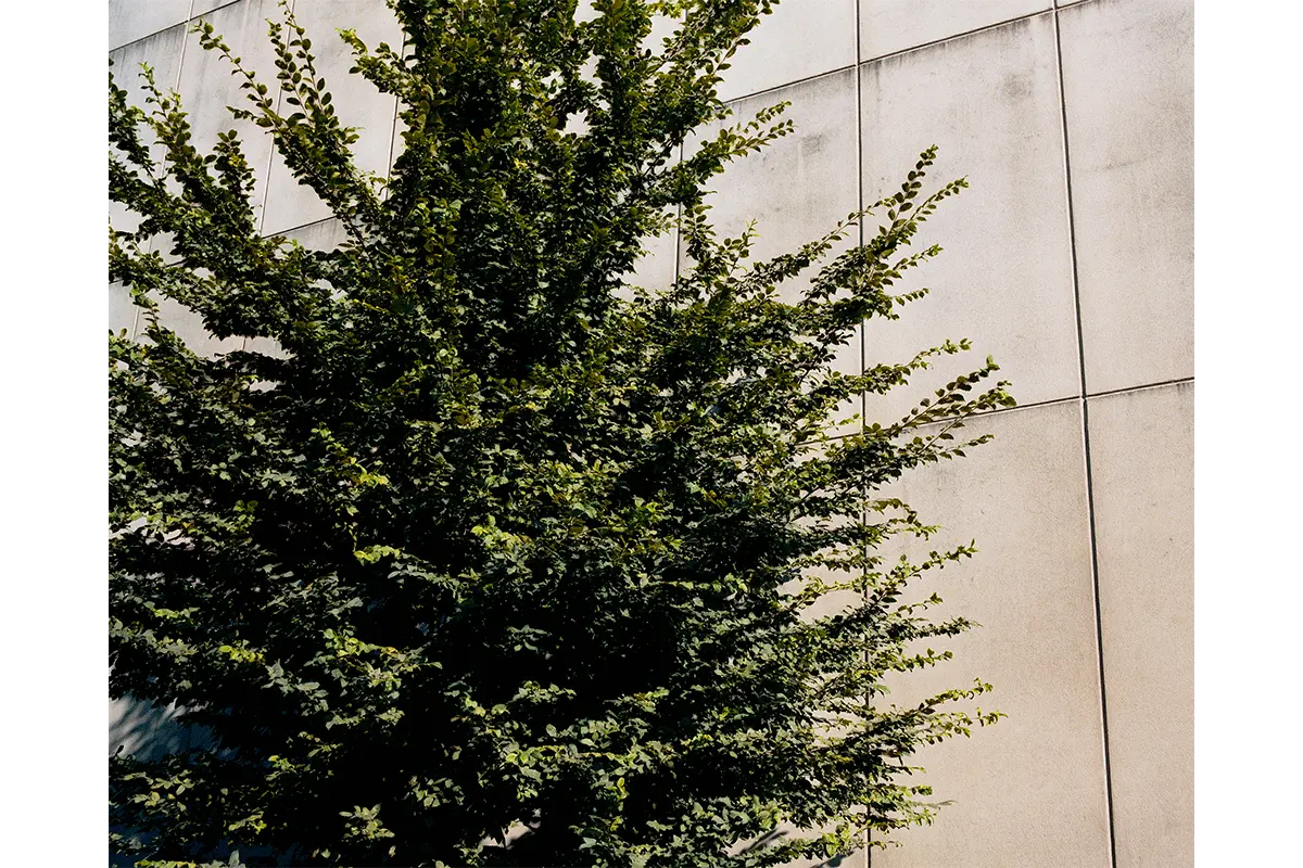 From Udine district, Italy, Vittorio Franzolini, 2020