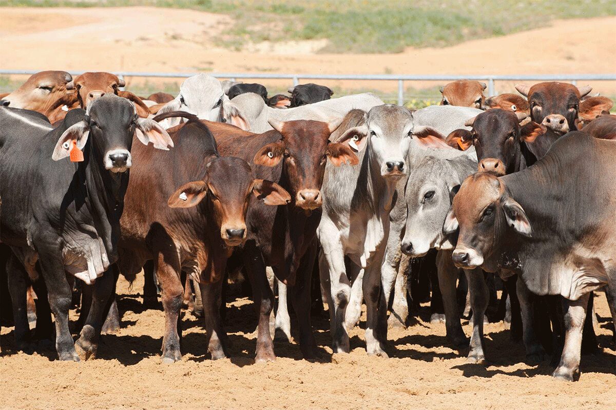Lampoon Biochar can reduce methane emissions by cow