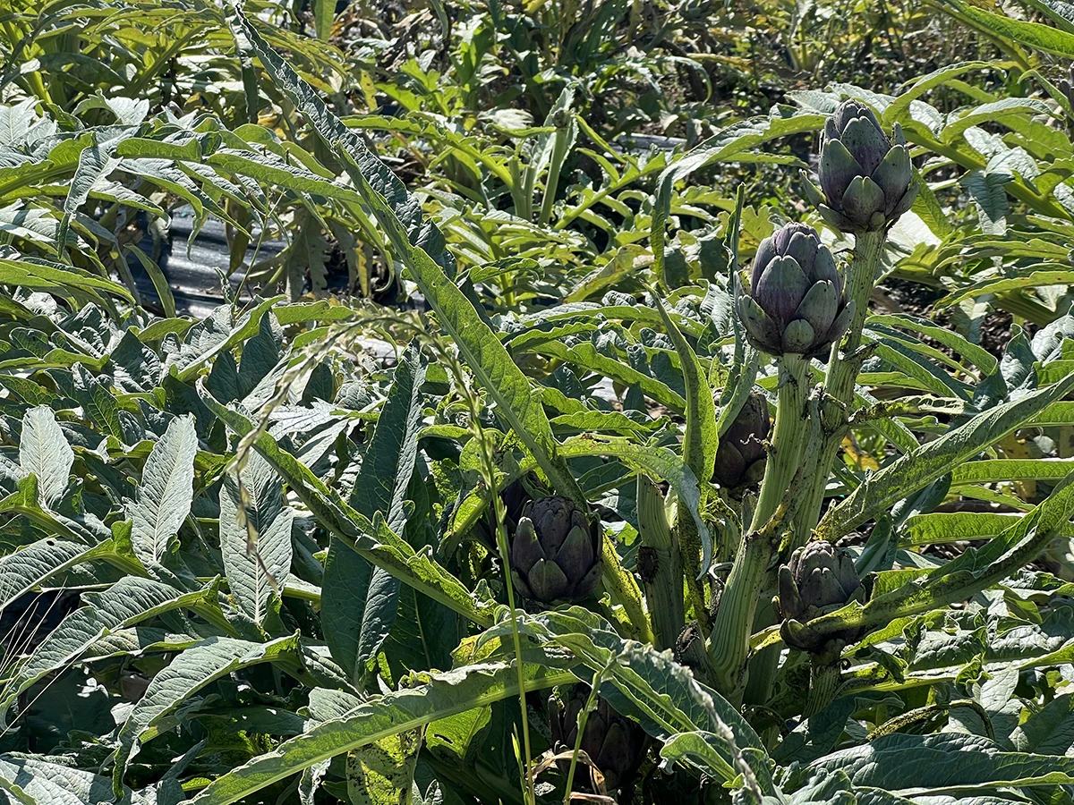 kitchen garden, Savoy Beach Hotel