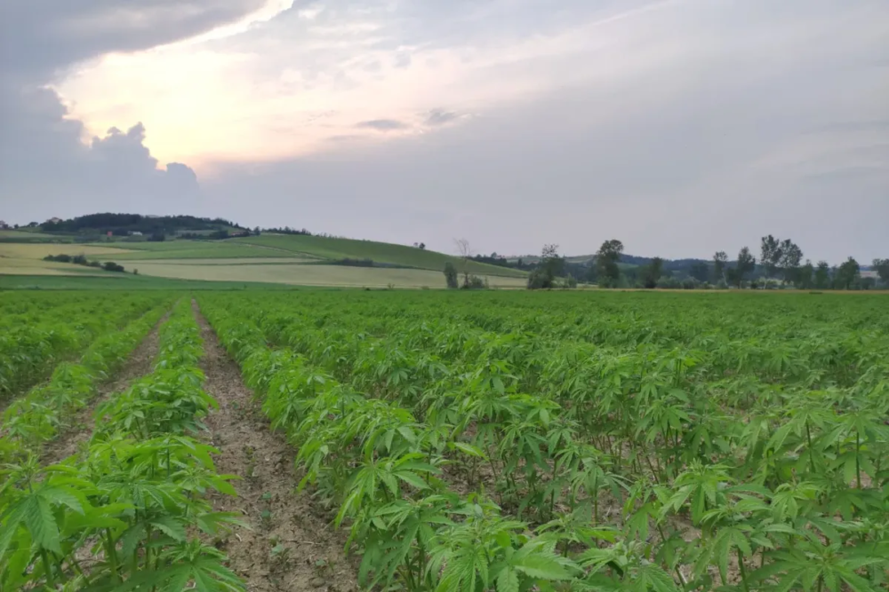 Campo Monferrato tramonto