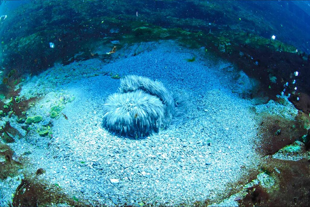 The characteristics of Saturnia's water