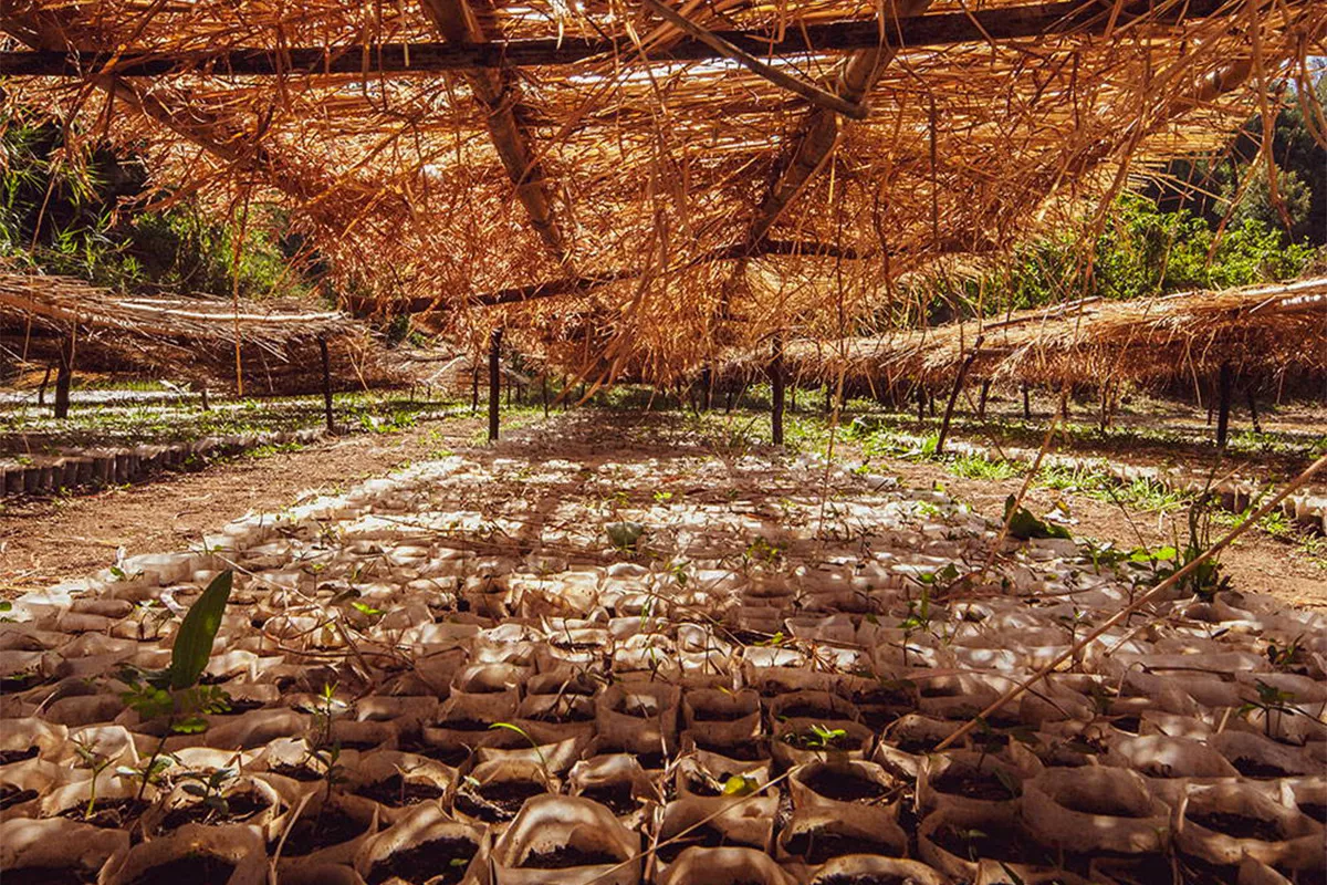 The northern Ethiopian plateau is at risk of desertification. Davines choose it for our carbon offsetting project