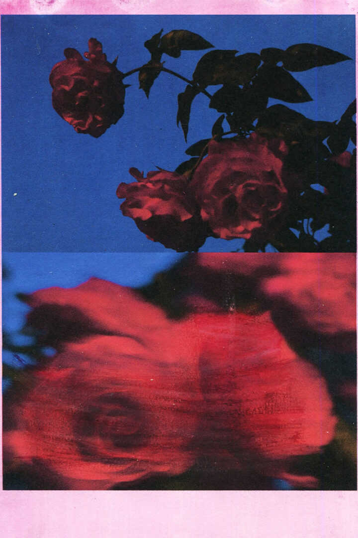 Lampoon, The Pick roses at night series, by Jana Sojka