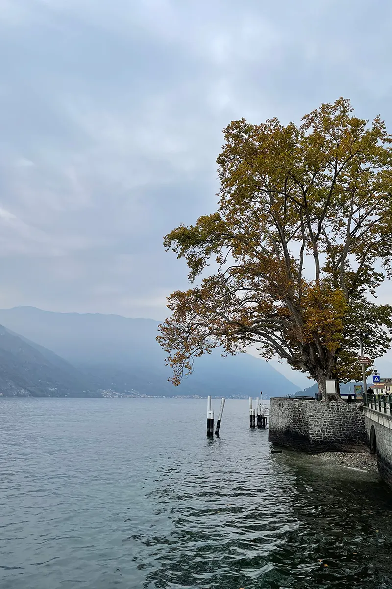 Lake Como, Tremezzo. A tree over the water