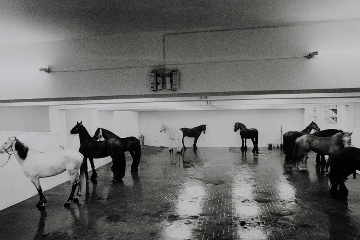 J. Kounellis, Cavalli attici